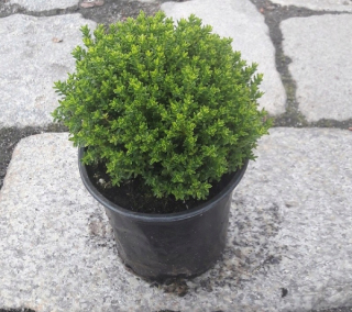 Hebe Emerald Green Globe sadenice ker do 40 cm SADA 10 ks